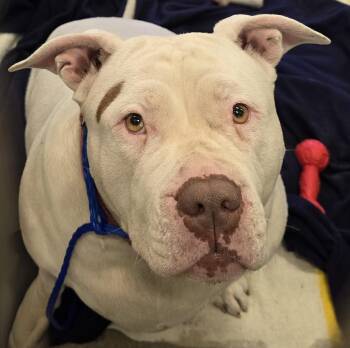 26-271 Xena -  Pit Bull Terrier Dog for Adoption in Lindenhurst, New York - 26-271 Xena | PetCurious