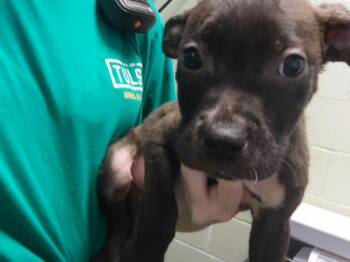AJ -  Pit Bull Terrier and Mixed Breed Dog for Adoption in Tulsa, Oklahoma - AJ | PetCurious