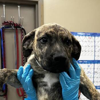 Hector -  Pit Bull Terrier Dog for Adoption in Birmingham, Alabama - Hector | PetCurious