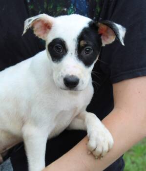 Labrador Retriever Dogs Available for Adoption in Prattville, Alabama - Simba 43495 | PetCurious