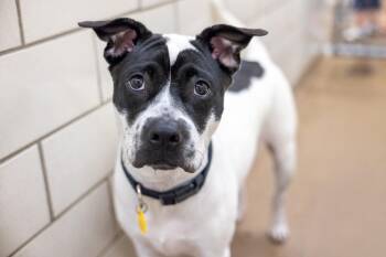 Bess -  Pit Bull Terrier and Mixed Breed Dog for Adoption in Golden Valley, Minnesota - Bess | PetCurious