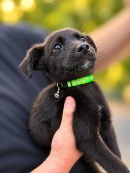 Pride & Prejudice Litter -  Mrs. Bennett -  Husky and Labrador Retriever Dog for Adoption in Oswego, South Carolina - Pride & Prejudice Litter -  Mrs. Bennett | PetCurious