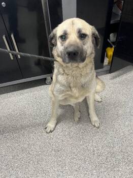 Anatolian Shepherd Dogs Available for Adoption - Blanche | PetCurious