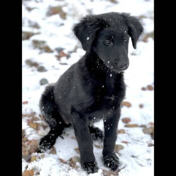 Black Labrador Retriever Dogs Available for Adoption - Caterpillar | PetCurious