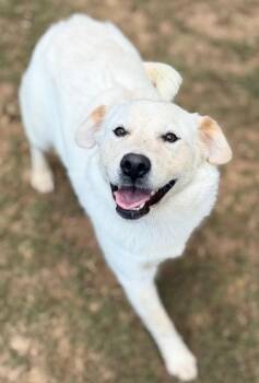 Golden Retriever and Labrador Retriever Dogs Available for Adoption in New Canaan, Connecticut - Sugar | PetCurious