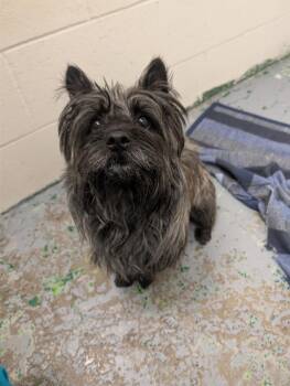 Prince Jasper -  Cairn Terrier Dog for Adoption in Spokane Valley, Washington - Prince Jasper | PetCurious