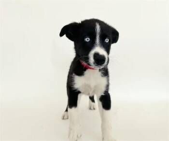 TORTILLA -  Terrier Dog for Adoption in Brentwood, Missouri - TORTILLA | PetCurious