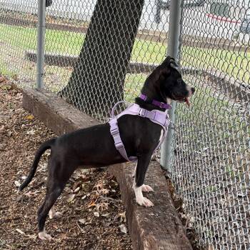 Blair -  Pit Bull Terrier Dog for Adoption in Nashville, Tennessee - Blair | PetCurious
