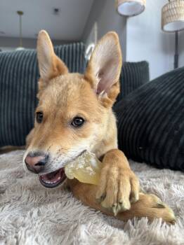 Australian Cattle Dog Blue Heeler Dogs Available for Adoption in Salt Lake City, Utah - Chimkin | PetCurious