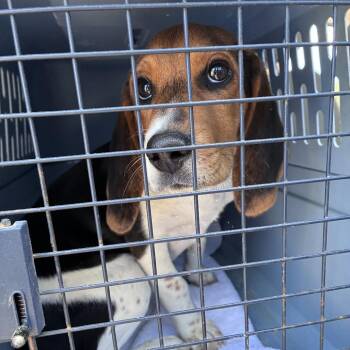 Beagle Dogs Available for Adoption - Wiggles | PetCurious