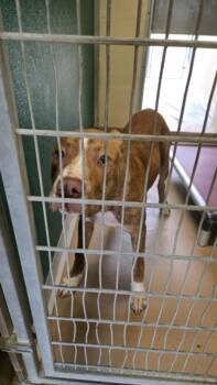 HOBBES -  Staffordshire Bull Terrier and Mixed Breed Dog for Adoption in Texas City, Texas - HOBBES | PetCurious
