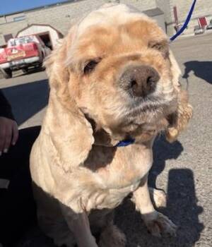 Snuffles 26109 -  Cocker Spaniel Dog for Adoption in Parker, Colorado - Snuffles 26109 | PetCurious