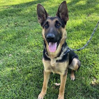 MAJOR -  German Shepherd Dog Dog for Adoption in Ontario, California - MAJOR | PetCurious