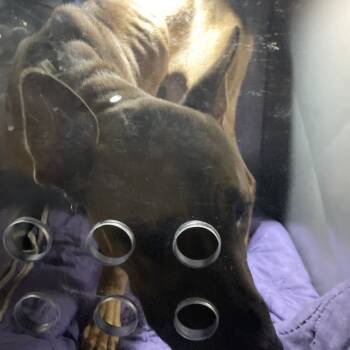 Rescue Mixed Breed Dogs for Adoption in Philadelphia, Pennsylvania - Nugget | PetCurious