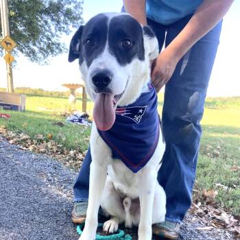 Heart-Throb -  Hound Dog for Adoption in Andover, Massachusetts - Heart-Throb | PetCurious