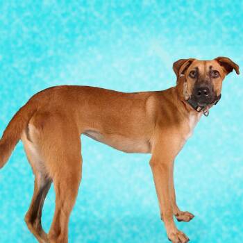 Guarionex -  Shepherd and Mixed Breed Dog for Adoption in Guaynabo, Guaynabo - Guarionex | PetCurious