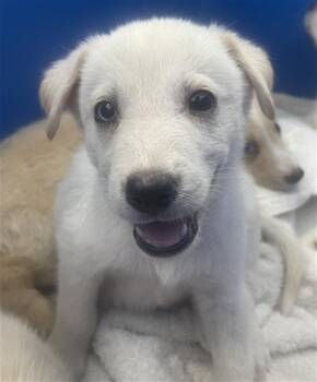 Rescue Mixed Breed Dogs for Adoption in Dallas, Texas - LATCH | PetCurious