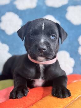 Black Labrador Retriever Dogs Available for Adoption in Andover, Massachusetts - Celly Skates ~ Local Stunner | PetCurious