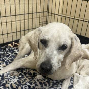 Xena -  Mixed Breed Dog for Adoption in Corinth, Mississippi - Xena | PetCurious