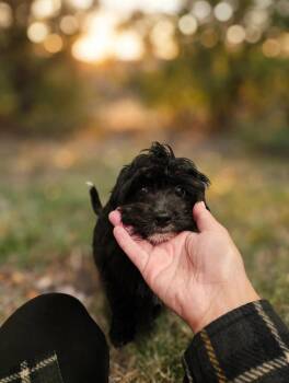 Pippa -  Cavachon Dog for Adoption in Union Grove, Wisconsin - Pippa | PetCurious