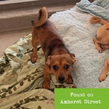 Milli -  Chihuahua Dog for Adoption in Lynchburg, Virginia - Milli | PetCurious