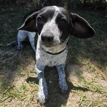 Australian Cattle Dog Blue Heeler Dogs Available for Adoption in Foley, Alabama - Ivy Mae | PetCurious