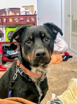 Rottweiler Dogs Available for Adoption in Los Angeles, California - Silas  Contact - Sylva | PetCurious