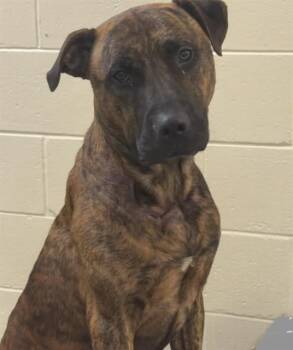 DADDY SHARK -  Mixed Breed Dog for Adoption in Jacksonville, Florida - DADDY SHARK | PetCurious