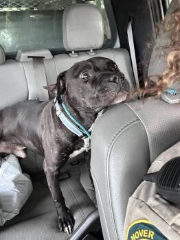 Rescue American Staffordshire Terrier Dogs for Adoption in Ashland, Virginia - Rambo | PetCurious