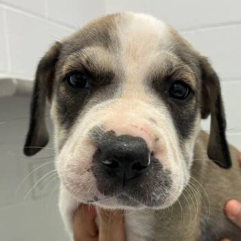 Charlatte -  Labrador Retriever and Mixed Breed Dog for Adoption in Corpus Christi, Texas - Charlatte | PetCurious