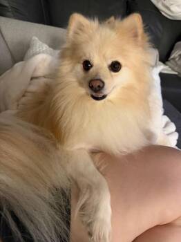 Chewy $600 -  Pomeranian Dog for Adoption in West Milwaukee, Wisconsin - Chewy $600 | PetCurious