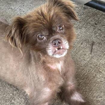 Cory -  Pomeranian Dog for Adoption in Rockville, Maryland - Cory | PetCurious