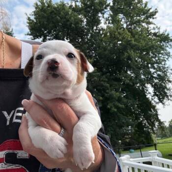 Firefly -  Chihuahua and Beagle Dog for Adoption in Normal, Illinois - Firefly | PetCurious