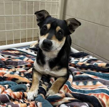 Corgi and Chihuahua Dogs Available for Adoption - Duke | PetCurious