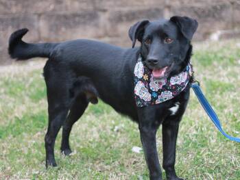 Clyde - FREE TO ADOPT! -  Labrador Retriever Dog for Adoption in Algood, Tennessee - Clyde - FREE TO ADOPT! | PetCurious
