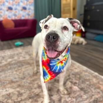 Pit Bull Terrier and American Staffordshire Terrier Dogs Available for Adoption - Cassie Spotted Sweetness | PetCurious