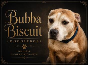 Bubba Biscuit (Doodlebob) -  American Staffordshire Terrier and Labrador Retriever Dog for Adoption in Farmington, Missouri - Bubba Biscuit (Doodlebob) | PetCurious