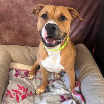 Pit Bull Terrier Dogs Available for Adoption - Waffles- Sponsored Adoption Fee | PetCurious