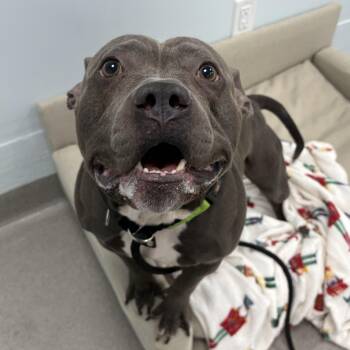 Pit Bull Terrier Dogs Available for Adoption in Eatontown, New Jersey - Hercules | PetCurious