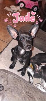 Jade -  Chiweenie and Cattle Dog Dog for Adoption in Lafayette, California - Jade | PetCurious