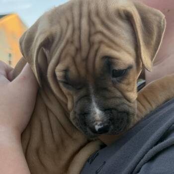 Bluey -  Pit Bull Terrier Dog for Adoption in West Chester, Pennsylvania - Bluey | PetCurious