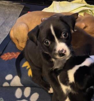 Samantha -  Labrador Retriever Dog for Adoption in Berlin, New Jersey - Samantha | PetCurious