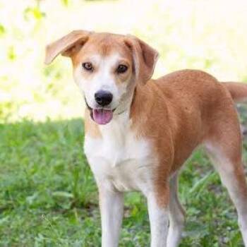 Molly -  Mixed Breed Dog for Adoption in Knoxville, Tennessee - Molly | PetCurious