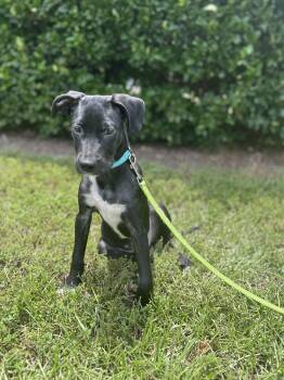 Rescue Hound Dogs for Adoption in Charleston, South Carolina - Archibald | PetCurious