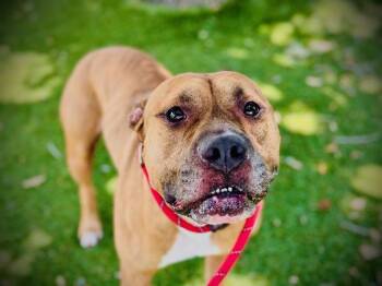 GORDO -  Pit Bull Terrier and Mixed Breed Dog for Adoption in Orlando, Florida - GORDO | PetCurious