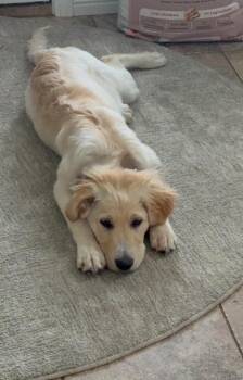 Lola -  Great Pyrenees and Australian Cattle Dog Blue Heeler Dog for Adoption in Winter Park, Colorado - Lola | PetCurious
