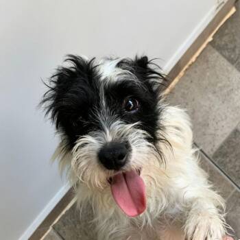 Domino -  Schnauzer and Jack Russell Terrier Dog for Adoption in San Diego, California - Domino | PetCurious