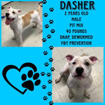 Rescue Pit Bull Terrier Dogs for Adoption in Cynthiana, Kentucky - Dasher | PetCurious