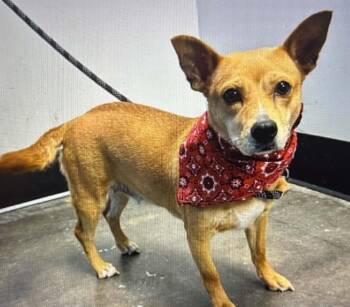 Island -  Chihuahua Dog for Adoption in Cumming, Georgia - Island | PetCurious