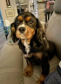 Sophie -  Cavalier King Charles Spaniel Dog for Adoption in Matthews, North Carolina - Sophie | PetCurious